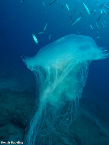 photo of Egg-yolk Jelly (Phacellophora camtschatica)