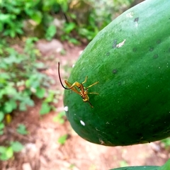 Toxotrypana curvicauda