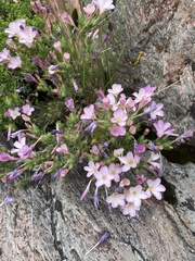 Linanthus pungens