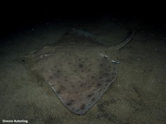 Rostroraja alba