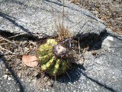 Melocactus curvispinus