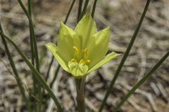Zephyranthes longifolia