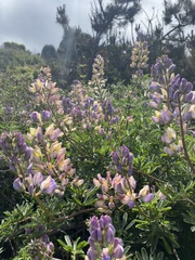 Lupinus arboreus eximius