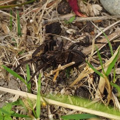 Uliodon albopunctatus