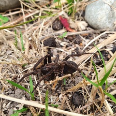 Uliodon albopunctatus