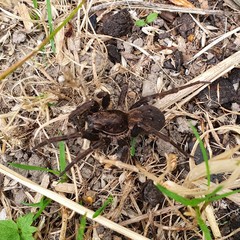 Uliodon albopunctatus