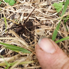 Uliodon albopunctatus