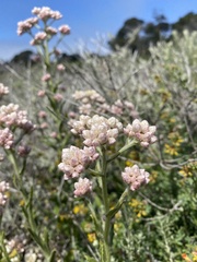 Pseudognaphalium ramosissimum