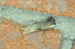 Xylena thoracica
