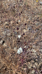 Streptanthus glandulosus niger