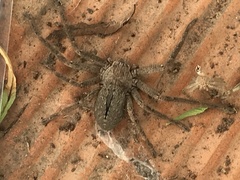 Polybetes trifoveatus