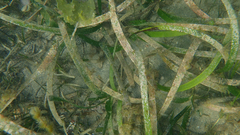 Posidonia australis