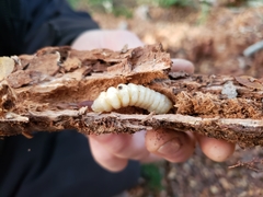 Microplophorus magellanicus