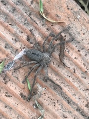 Polybetes trifoveatus