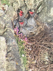 Armeria maritima maritima