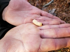 Microplophorus magellanicus