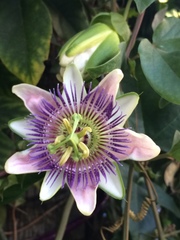 Passiflora alata × caerulea