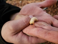 Microplophorus magellanicus