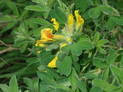 Chamaecytisus hirsutus