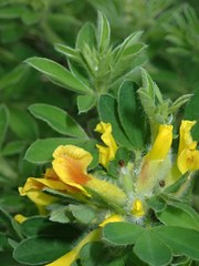 Chamaecytisus hirsutus