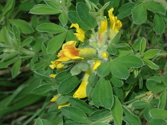 Chamaecytisus hirsutus