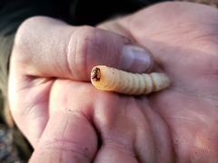 Microplophorus magellanicus