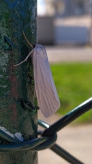 Arctiinae