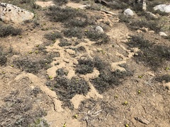 Thomomys monticola