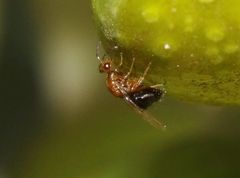 Epichrysomallidae