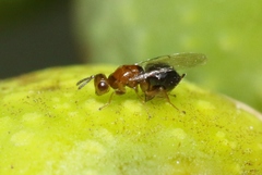 Epichrysomallidae