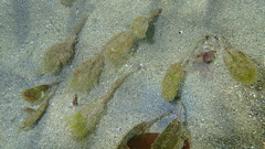 Halophila