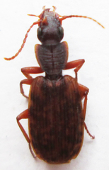 Platytarus tessellatus
