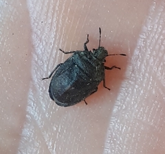 Amaurochrous cinctipes