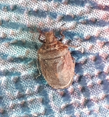 Amaurochrous cinctipes