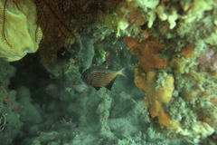 Pempheris multiradiata