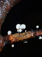 Gloiocephala