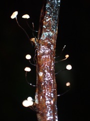 Gloiocephala