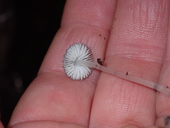 Pseudohydropus parafunebris