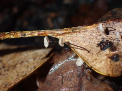 Gloiocephala