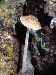 Pseudohydropus parafunebris