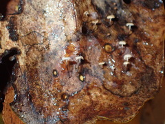 Gloiocephala