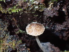 Pseudohydropus parafunebris