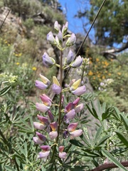 Lupinus arboreus eximius