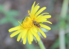 Nomada cuneata