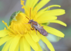Nomada cuneata