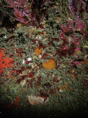 Amphimedon trindanea