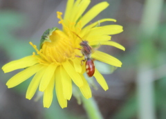 Nomada cuneata