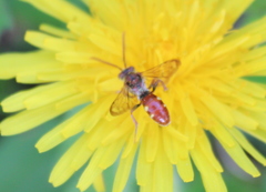 Nomada cuneata