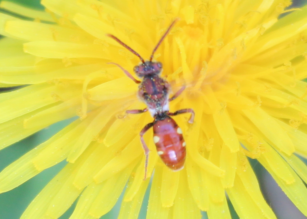 Cuneate Cuckoo Nomad Bee
