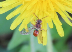 Nomada cuneata